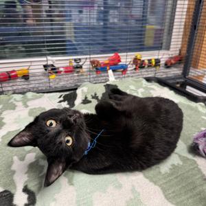 Dodger, available for adoption