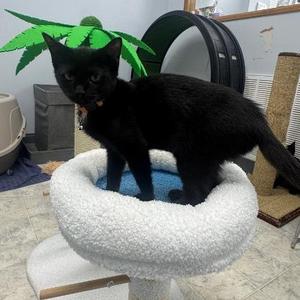 Jane, young, available for adoption