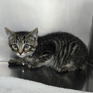 Clancy, available for adoption