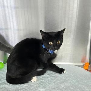 Ella, available for adoption