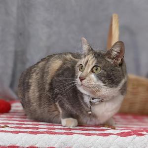 A calico cat with green eyes sitting on a red and white checkered blanket.