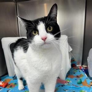 Stew, young, available for adoption