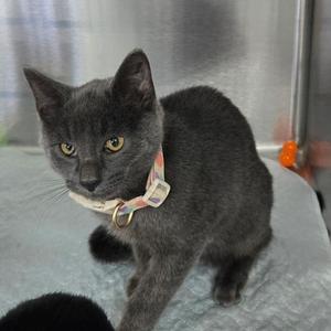 A gray cat with a pink collar standing on a surface.
