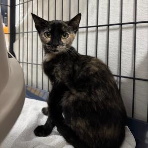 Thelma (1) black blaze on face, young, available for adoption