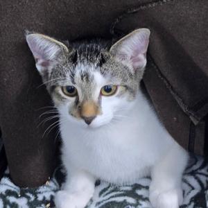 Yang, young, available for adoption