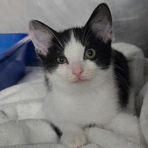 Mr French, available for adoption