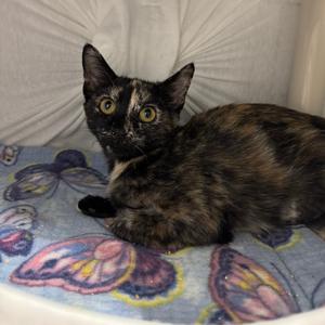 Louise (1), young, available for adoption