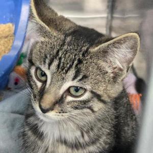 A close-up of a tabby kitten with green eyes, looking directly at the camera.