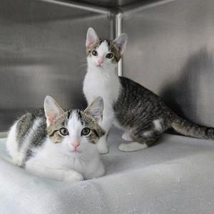 Two kittens, one white and gray, the other gray and white, sitting together in a metal enclosure.