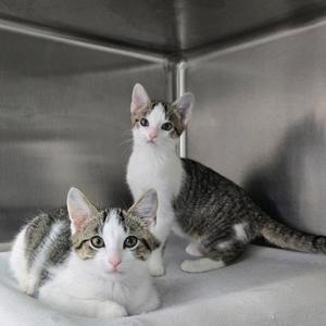 Two kittens sitting in a metal enclosure