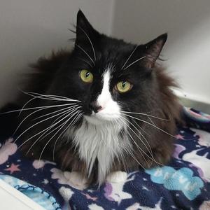 Ragtop, adult, available for adoption