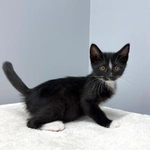 A black and white kitten stands on a white surface against a grey wall.