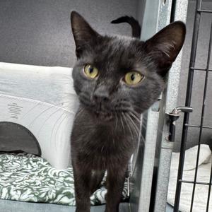 Marshmellow Klinger, young, available for adoption