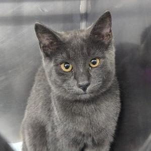 A gray cat with yellow eyes looking directly at the camera.