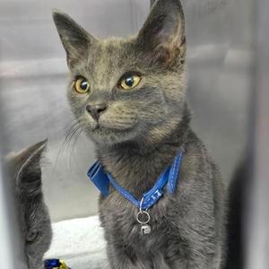A gray cat wearing a blue collar with a tag, sitting in a cage.