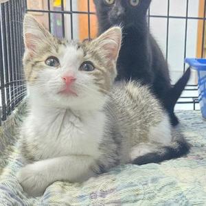 A gray and white kitten with large blue eyes sitting on a blanket inside a cage, with a black cat in the background.
