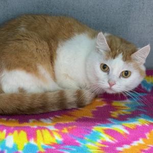 Ditto, senior, available for adoption