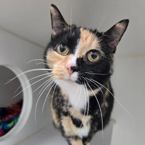A calico cat with black, orange, and white fur is looking directly at the camera. The cat has large green eyes and long white whiskers. The background is a plain white wall with a circular opening on the left side.