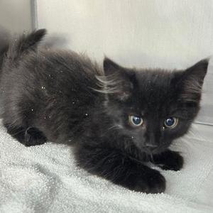 Charles, available for adoption