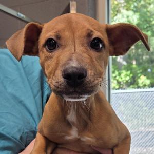 Maple, Labrador Retriever, puppy, available for adoption