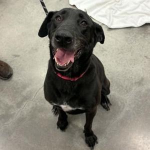 Rex, Retriever / Mixed Breed, senior, available for adoption