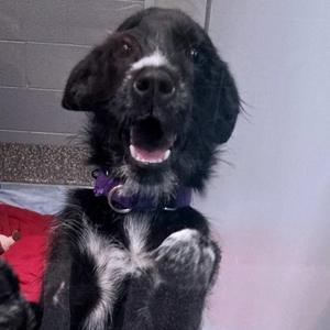 Bright, Mixed Breed, puppy, available for adoption