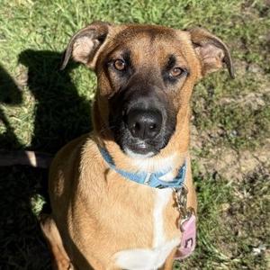 Red Bird, Black Mouth Cur / Mixed Breed, young, available for adoption