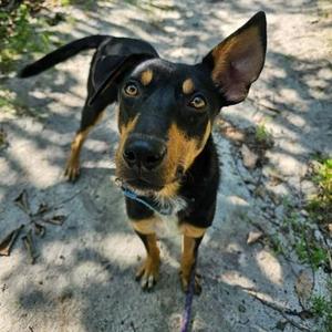 Baylor, Shepherd / Mixed Breed, young, available for adoption