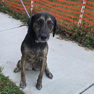 Pillie, Mixed Breed, young, available for adoption