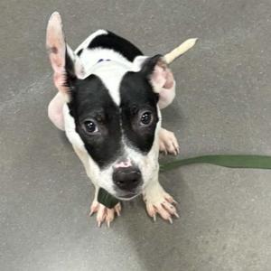 A black and white puppy with floppy ears and a green leash, looking up at the camera.