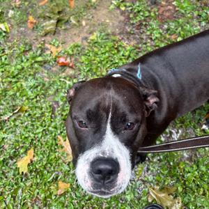 Carrie, Terrier / Mixed Breed, adult, available for adoption