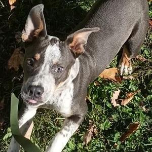 Muffin, Pit Bull Terrier / Mixed Breed, young, available for adoption