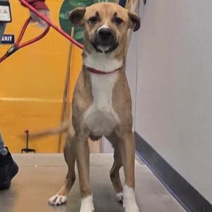 Wilbur, Retriever / Mixed Breed, adult, available for adoption