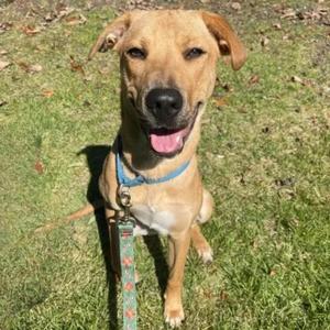 A happy brown dog with a blue collar and leash, sitting on a grassy field.
