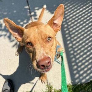 Haaland, Labrador Retriever / Mixed Breed, young, available for adoption