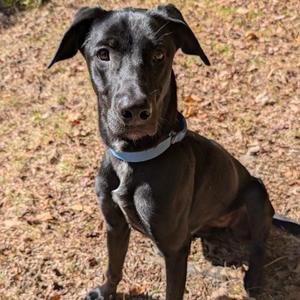 Zalani, Mixed Breed, young, available for adoption