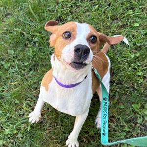 Mikey, Beagle, adult, available for adoption