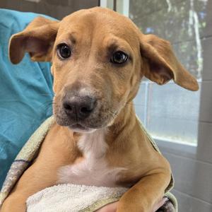 Hazel, Labrador Retriever, puppy, available for adoption
