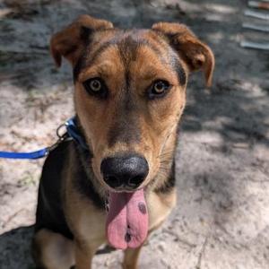 Blakelee, Hound / Shepherd, young, available for adoption