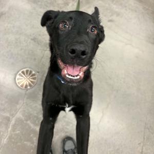 Tux, Mixed Breed, puppy, available for adoption