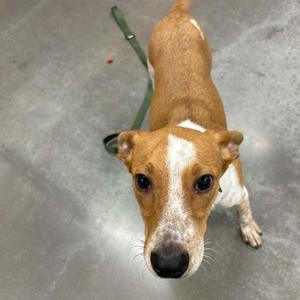 A brown and white dog with a green leash standing on a concrete floor.
