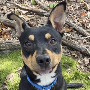 Mjolnir, Mixed Breed, young, available for adoption
