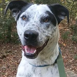 Joker, Pointer / Mixed Breed, young, available for adoption