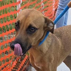 Robin, Mixed Breed, young, available for adoption