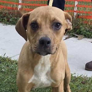 Christian, Mixed Breed, young, available for adoption