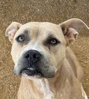 A close-up of a tan-colored dog with floppy ears and a black nose, looking directly at the camera.