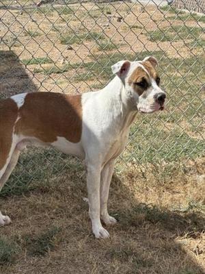 A brown and white dog standing in front of a chain-link fence.