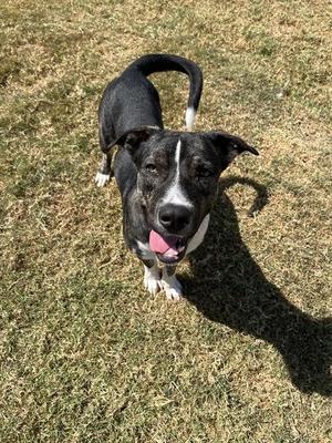 CAPTAIN SNIFF, German Shepherd Dog, adult, available for adoption