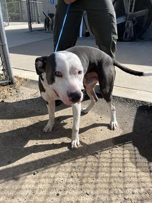 HUNTER, Pit Bull Terrier, young, available for adoption