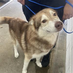 ALUCARD, Siberian Husky, adult, available for adoption